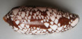 /products/conus-aulicus-linnaeus-1758/